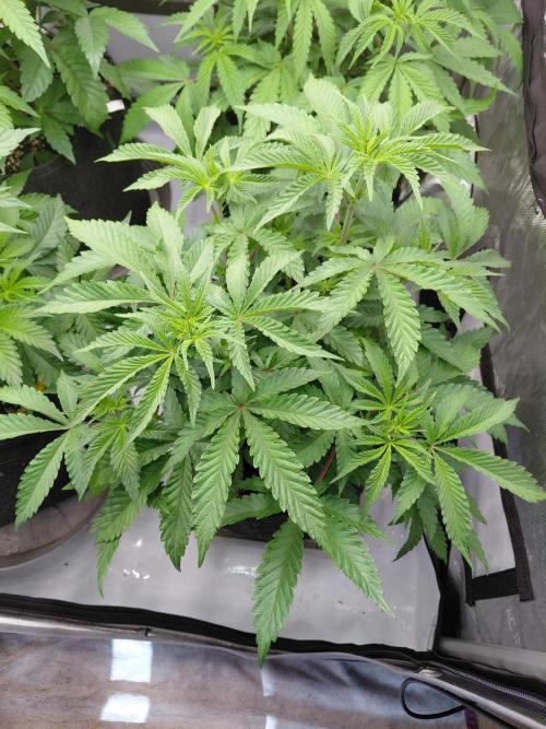 Hnnyhmp Testgrow 2x Nordic Hammer 💚. Week 8