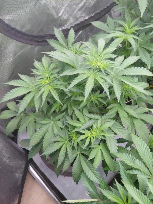 Hnnyhmp Testgrow 2x Nordic Hammer 💚. Week 8