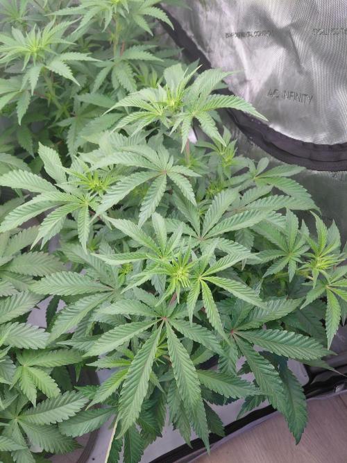 Hnnyhmp Testgrow 2x Nordic Hammer 💚. Week 8