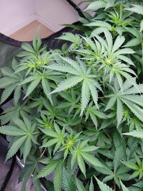 Hnnyhmp Testgrow 2x Nordic Hammer 💚. Week 9