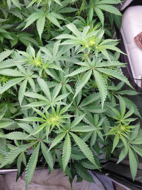 Hnnyhmp Testgrow 2x Nordic Hammer 💚. Week 9