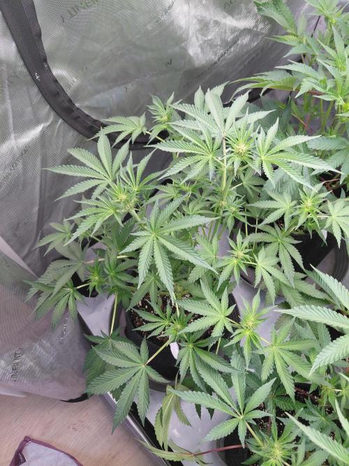 Hnnyhmp Testgrow 2x Nordic Hammer 💚. Week 9