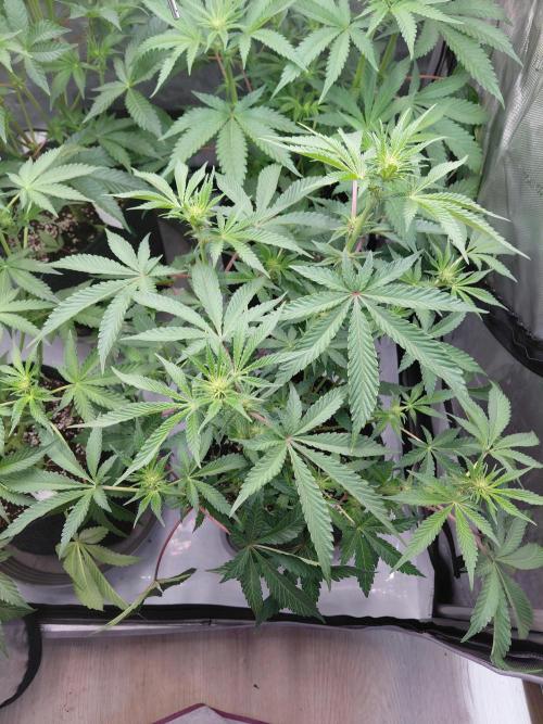 Hnnyhmp Testgrow 2x Nordic Hammer 💚. Week 9