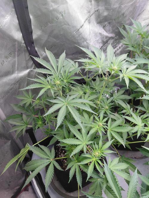 Hnnyhmp Testgrow 2x Nordic Hammer 💚. Week 9