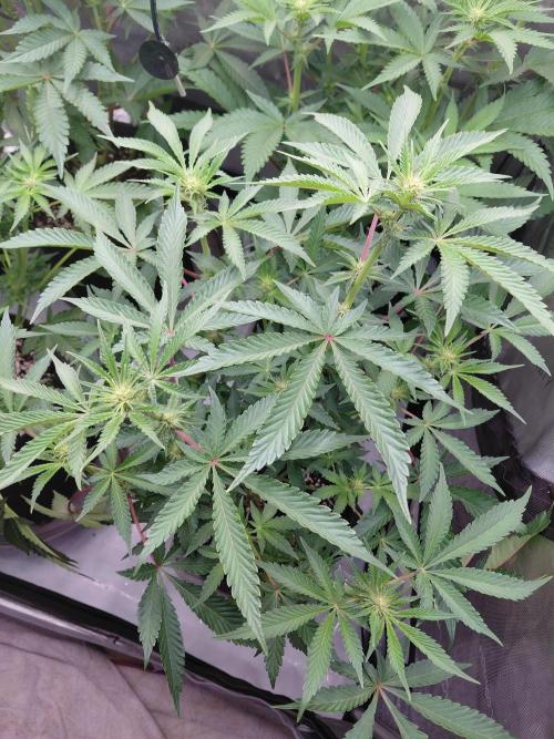 Hnnyhmp Testgrow 2x Nordic Hammer 💚. Week 9