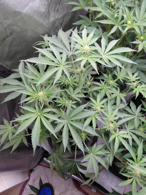 Hnnyhmp Testgrow 2x Nordic Hammer 💚. Week 9