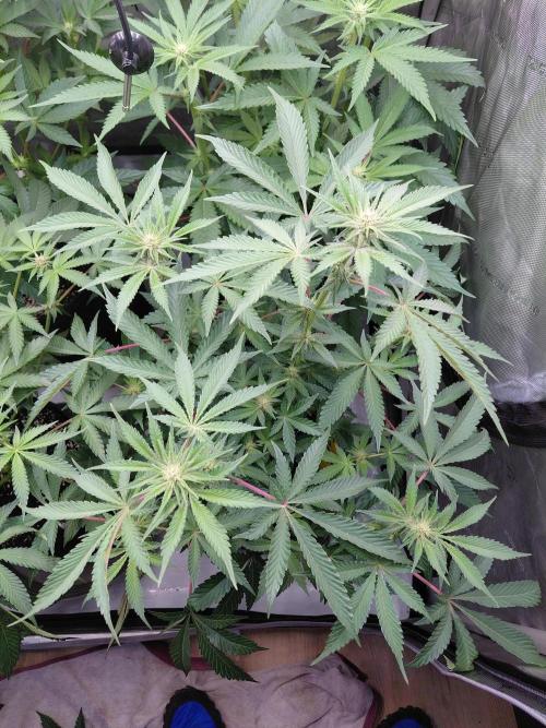 Hnnyhmp Testgrow 2x Nordic Hammer 💚. Week 9