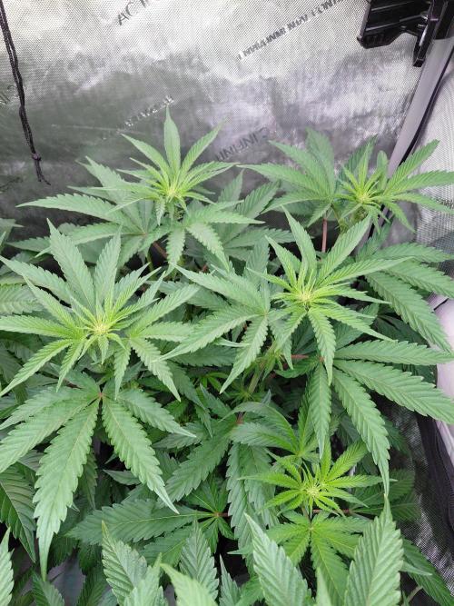 Hnnyhmp Testgrow TB + OM 💚🌱. Week 9