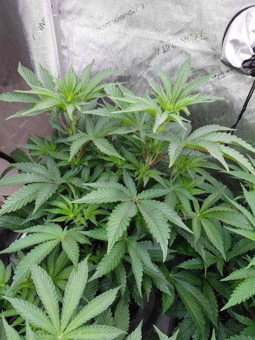 Hnnyhmp Testgrow TB + OM 💚🌱. Week 9
