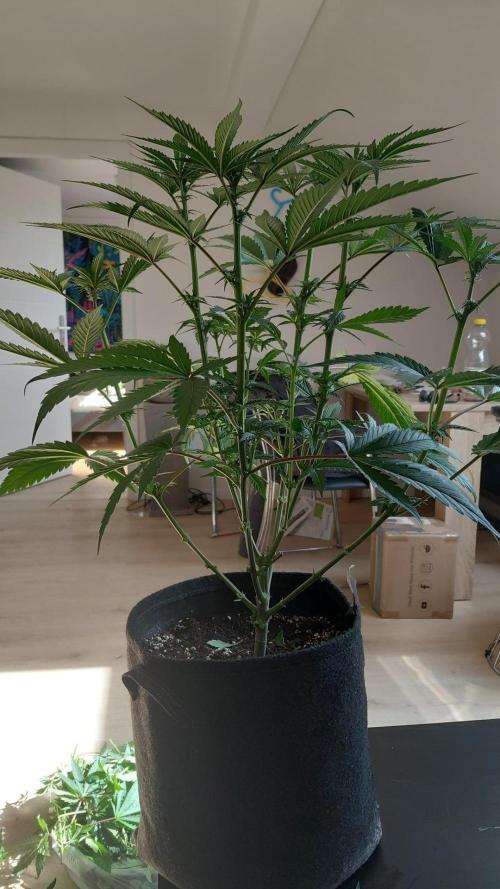 Hnnyhmp Testgrow TB + OM 💚🌱. Week 9