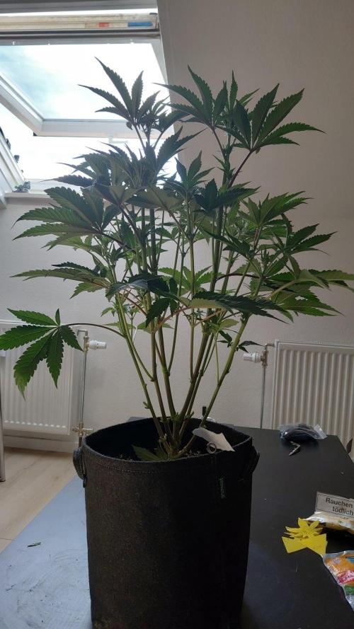 Hnnyhmp Testgrow TB + OM 💚🌱. Week 9
