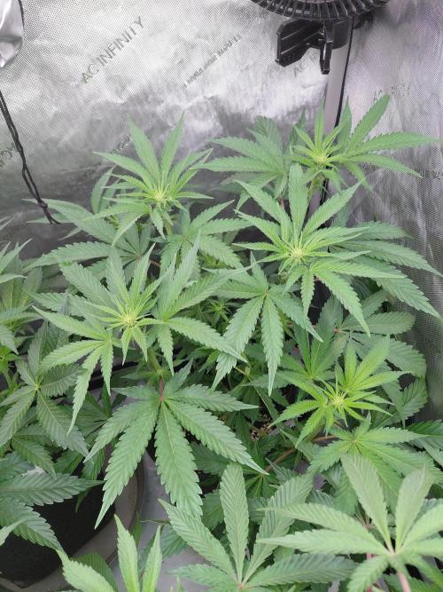 Hnnyhmp Testgrow TB + OM 💚🌱. Week 9