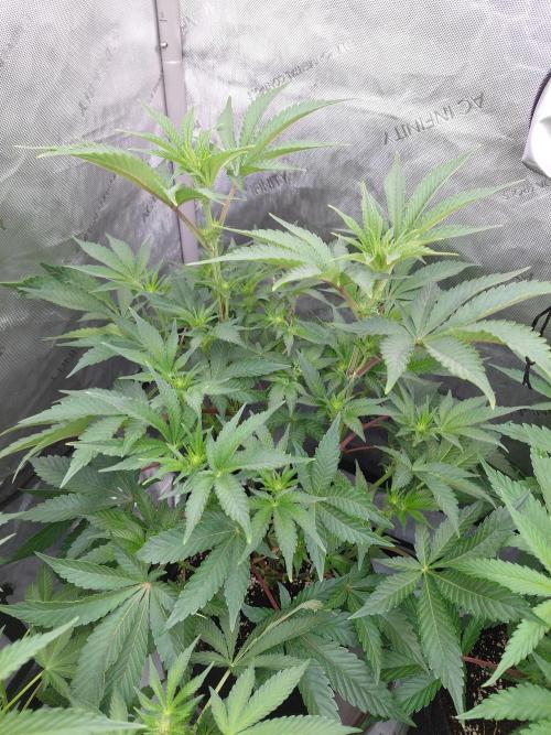 Hnnyhmp Testgrow TB + OM 💚🌱. Week 9