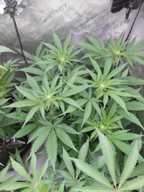 Hnnyhmp Testgrow TB + OM 💚🌱. Week 9