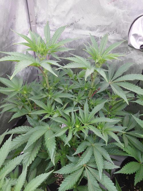 Hnnyhmp Testgrow TB + OM 💚🌱. Week 9
