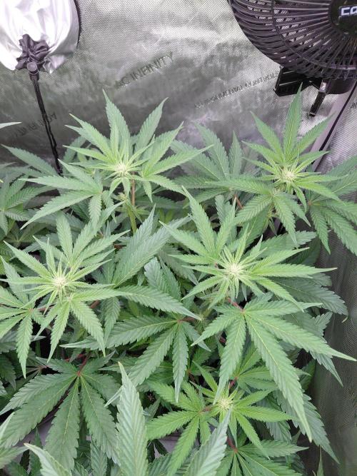 Hnnyhmp Testgrow TB + OM 💚🌱. Week 9