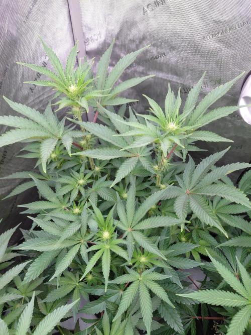 Hnnyhmp Testgrow TB + OM 💚🌱. Week 9