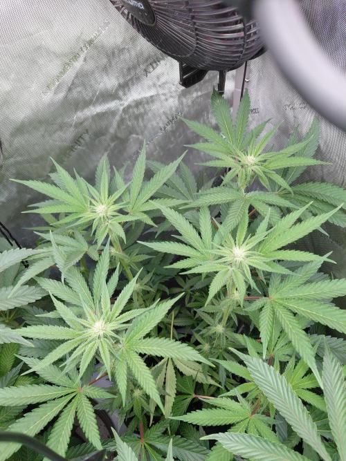 Hnnyhmp Testgrow TB + OM 💚🌱. Week 10