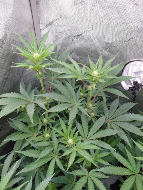 Hnnyhmp Testgrow TB + OM 💚🌱. Week 10