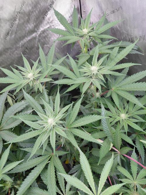 Hnnyhmp Testgrow TB + OM 💚🌱. Week 10