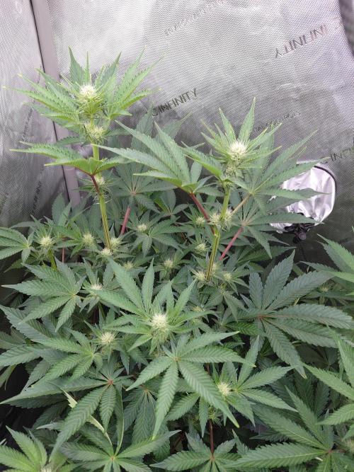 Hnnyhmp Testgrow TB + OM 💚🌱. Week 10