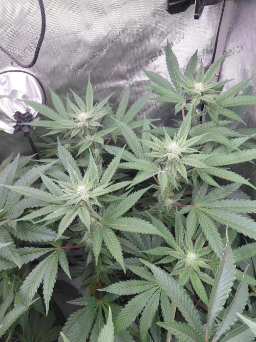 Hnnyhmp Testgrow TB + OM 💚🌱. Week 10