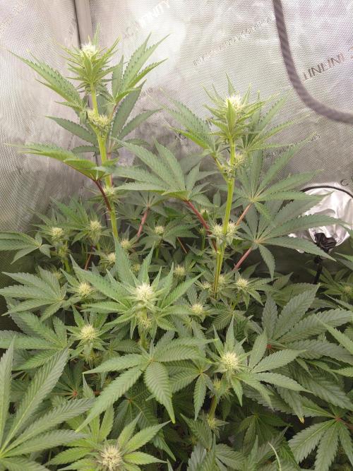 Hnnyhmp Testgrow TB + OM 💚🌱. Week 10