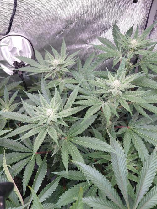 Hnnyhmp Testgrow TB + OM 💚🌱. Week 10