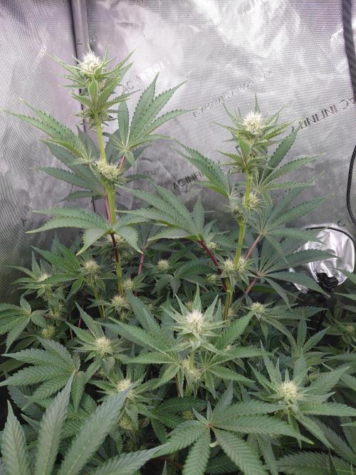 Hnnyhmp Testgrow TB + OM 💚🌱. Week 10