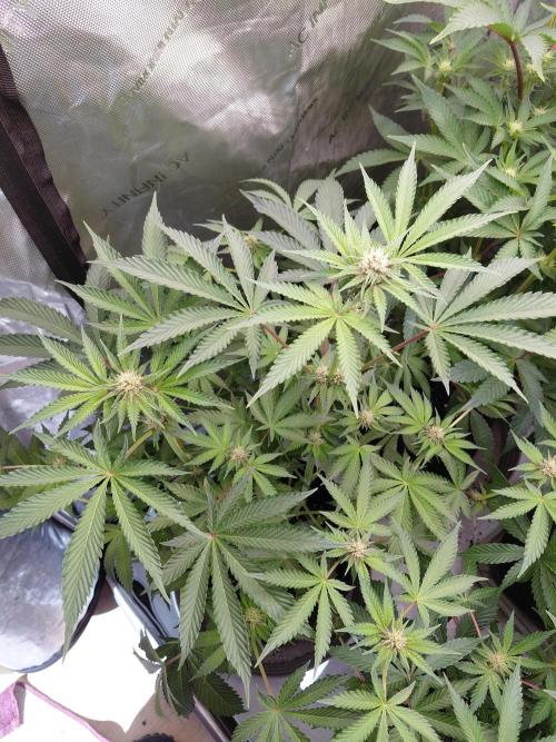 Hnnyhmp Testgrow 2x Nordic Hammer 💚. Week 10