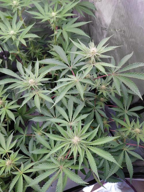 Hnnyhmp Testgrow 2x Nordic Hammer 💚. Week 10