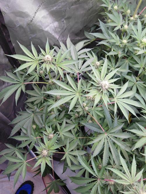 Hnnyhmp Testgrow 2x Nordic Hammer 💚. Week 10
