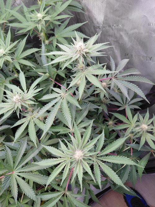 Hnnyhmp Testgrow 2x Nordic Hammer 💚. Week 10