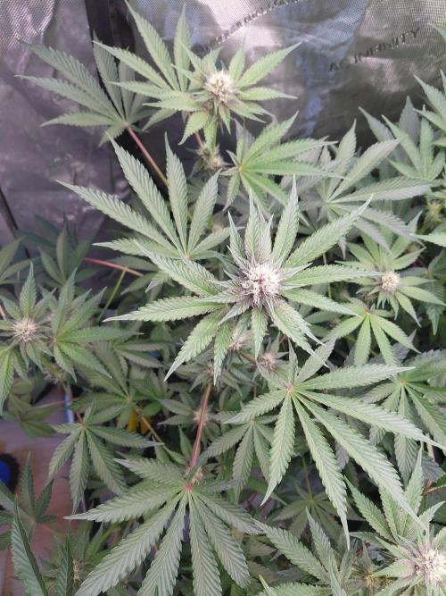 Hnnyhmp Testgrow 2x Nordic Hammer 💚. Week 10