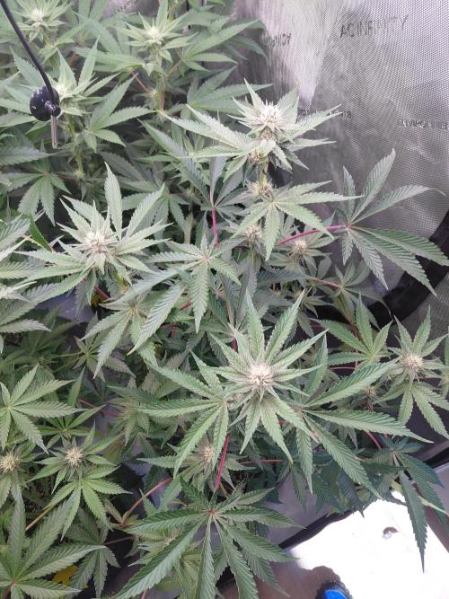Hnnyhmp Testgrow 2x Nordic Hammer 💚. Week 10