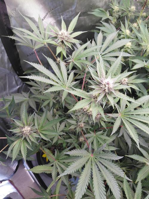 Hnnyhmp Testgrow 2x Nordic Hammer 💚. Week 10