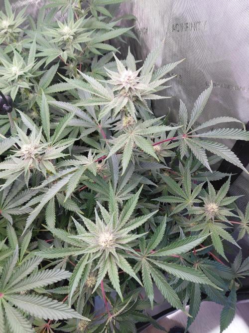 Hnnyhmp Testgrow 2x Nordic Hammer 💚. Week 10