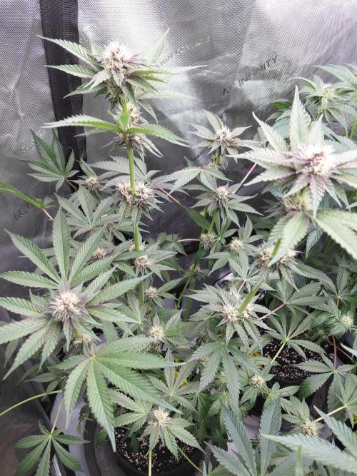 Hnnyhmp Testgrow 2x Nordic Hammer 💚. Week 11