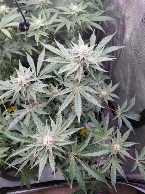 Hnnyhmp Testgrow 2x Nordic Hammer 💚. Week 11