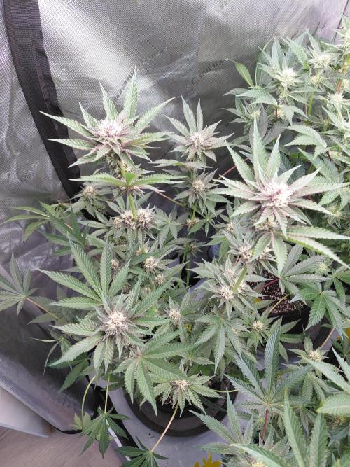 Hnnyhmp Testgrow 2x Nordic Hammer 💚. Week 11