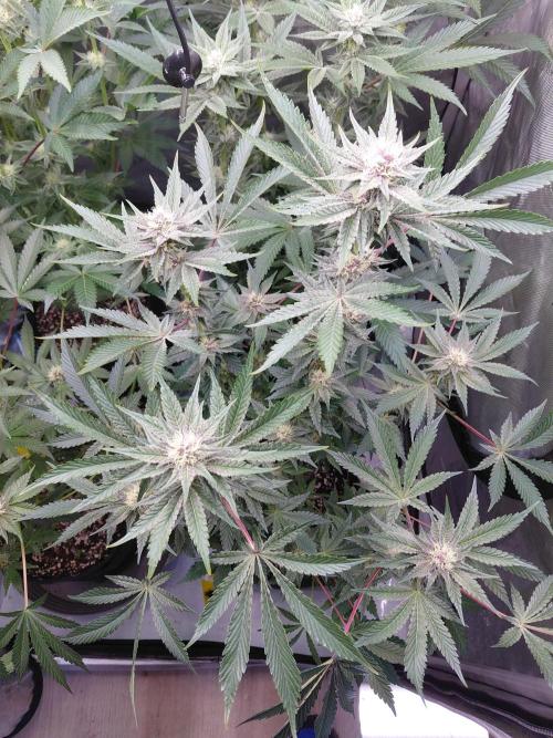 Hnnyhmp Testgrow 2x Nordic Hammer 💚. Week 11