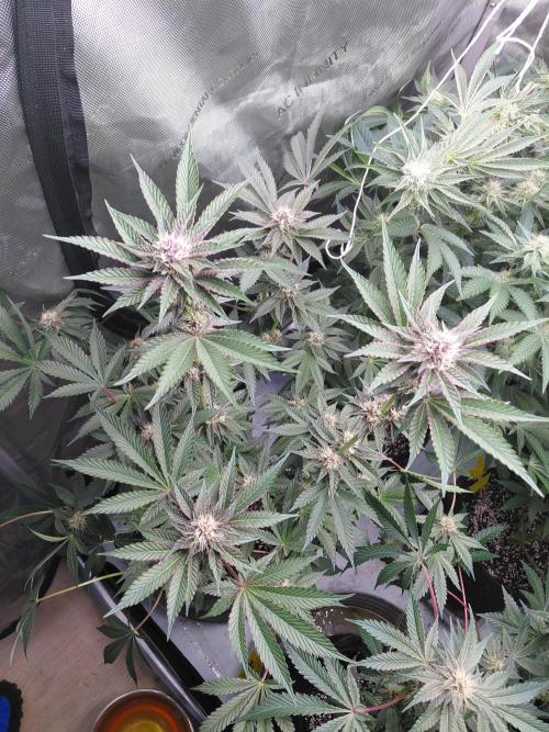 Hnnyhmp Testgrow 2x Nordic Hammer 💚. Week 11