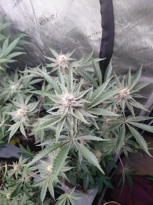 Hnnyhmp Testgrow 2x Nordic Hammer 💚. Week 11