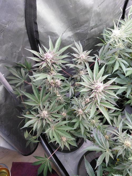 Hnnyhmp Testgrow 2x Nordic Hammer 💚. Week 11