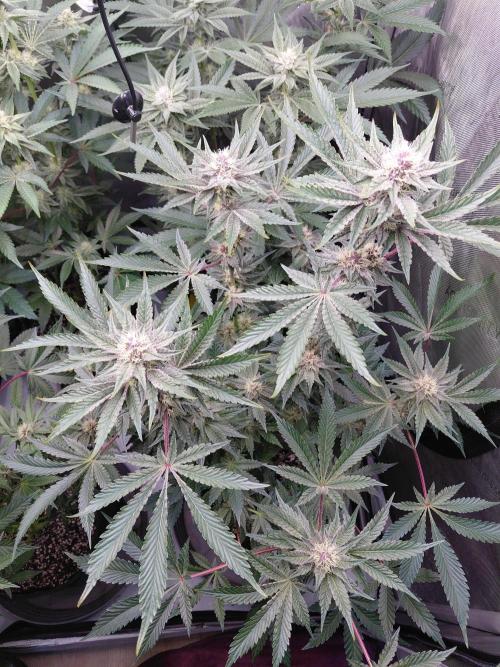 Hnnyhmp Testgrow 2x Nordic Hammer 💚. Week 11