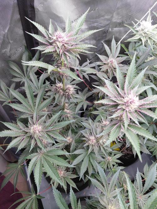 Hnnyhmp Testgrow 2x Nordic Hammer 💚. Week 11