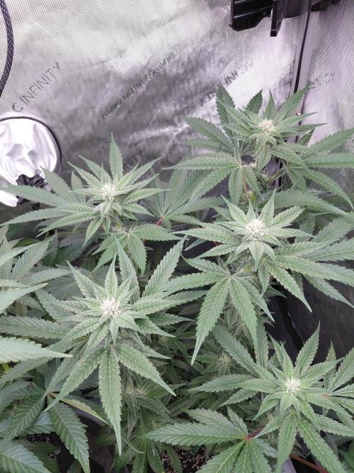 Hnnyhmp Testgrow TB + OM 💚🌱. Week 11