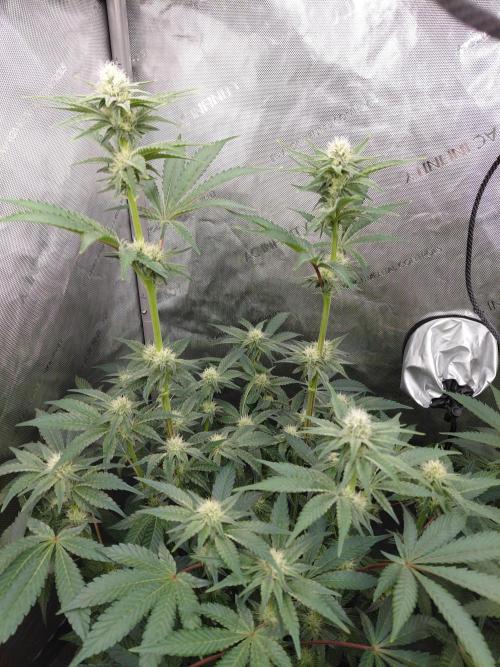 Hnnyhmp Testgrow TB + OM 💚🌱. Week 11