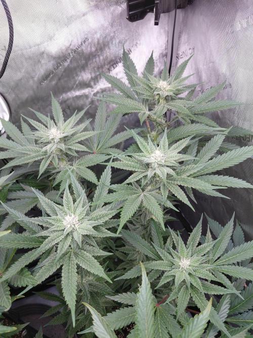 Hnnyhmp Testgrow TB + OM 💚🌱. Week 11