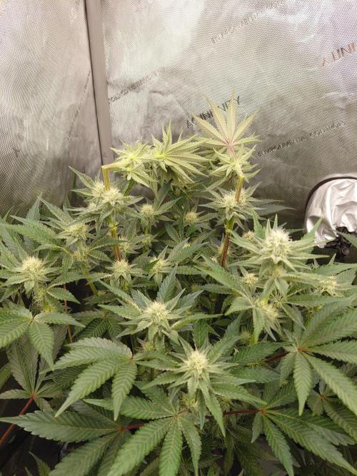 Hnnyhmp Testgrow TB + OM 💚🌱. Week 11